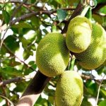 Một Số Lưu Ý Khi Nuôi Trái Chuyền Mít Thái