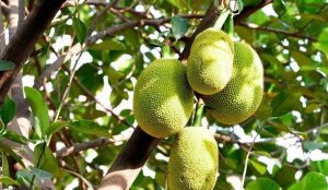 Nuôi trái chuyền mít thái