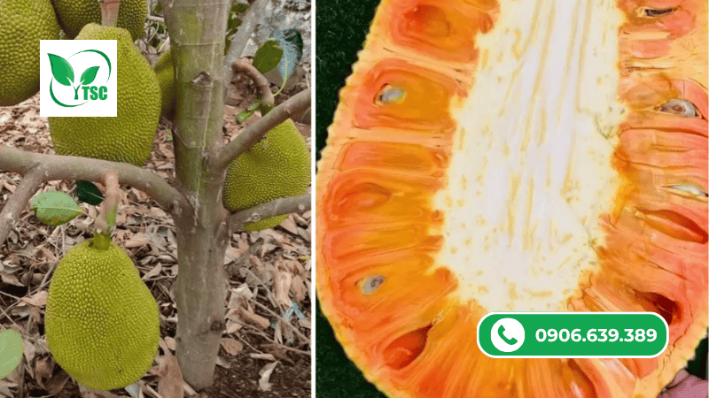 Dấu Hiệu Cho Thấy Mít Ruột Đỏ Thiếu Vi Lượng Những dấu hiệu cho thấy mít ruột đỏ thiếu vi lượng