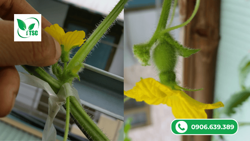 phân biệt hoa đực và hoa cái khi làm bông cho bầu-bí-mướp