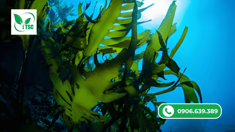 phân bón amino rong biển là gì