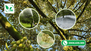 Làm Bông Sầu Riêng Mùa Nghịch - Đơn Giản Và Hiệu Quả quy trình làm bông sầu riêng mùa nghịch đơn giản hiệu quả