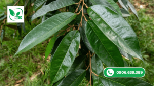 Làm Bông Sầu Riêng Mùa Nghịch - Đơn Giản Và Hiệu Quả quy trình làm bông sầu riêng mùa nghịch