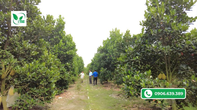 Quy trình nuôi trái chuyền mít ruột đỏ đạt loại 1