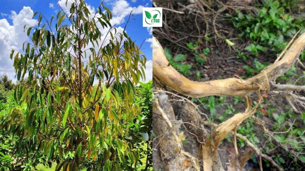 Sầu riêng vàng lá thối rễ