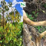 Quy Trình Phục Hồi Sầu Riêng Vàng Lá Thối Rễ