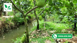 Amino Rong Biển Có Tác Dụng Gì Với Cây Trồng? tác dụng của amino rong biển đối với cây trồng