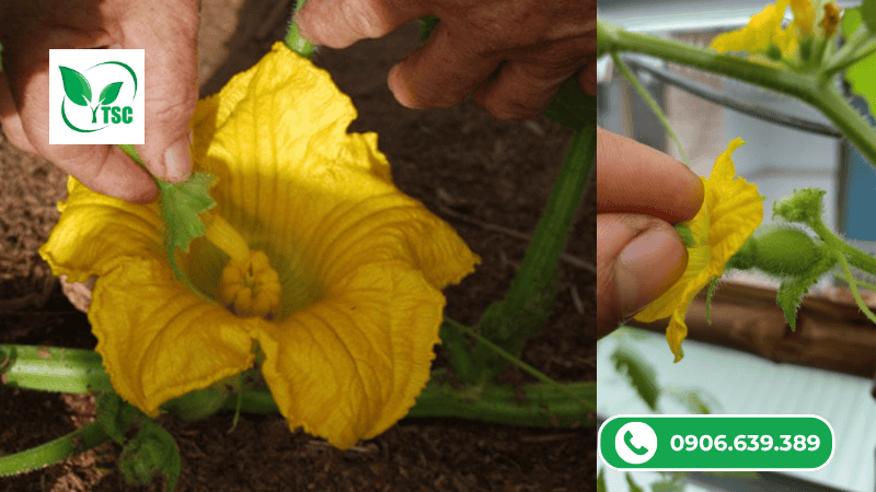 Kỹ thuật thụ phấn nhân tạo khi làm bông cho bầu-bí-mướp