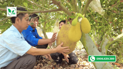 ưu nhược điểm nuôi trái chuyền mít ruột đỏ