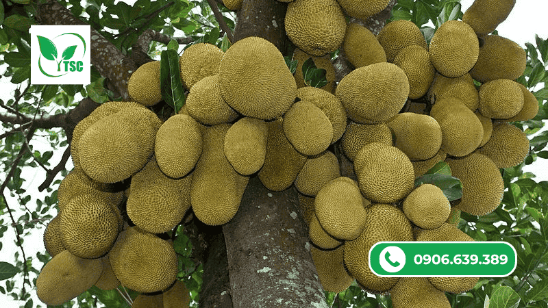 Dấu Hiệu Cho Thấy Mít Ruột Đỏ Thiếu Vi Lượng vai trò của vi lượng đối với mít ruột đỏ