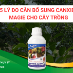 5 Lý Do Cần Bổ Sung CanxiBo Magie Cho Cây Trồng 