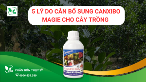 canxibo-magie