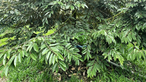 tac-dung-cua-humic-doi-voi-cay-trong-va-dat