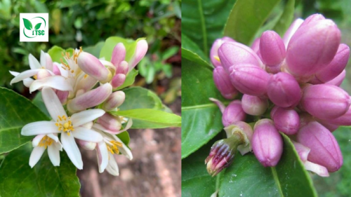 huong-dan-4-buoc-lam-bong-chanh-bong-tim