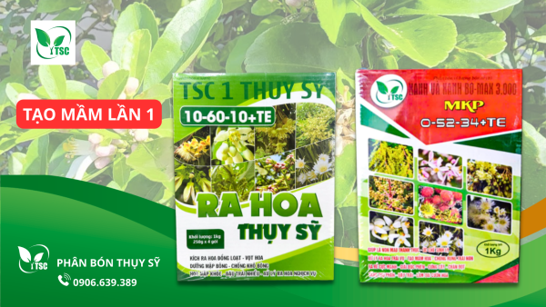 huong-dan-4-buoc-lam-bong-chanh-bong-tim