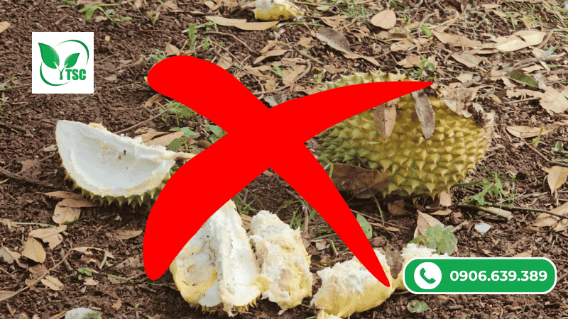 Mẹo Chăm Sóc Sầu Riêng Giai Đoạn Nuôi Trái Đúng Kỹ Thuật bón phân sai cách khi chăm sóc sầu riêng giai đoạn nuôi trái