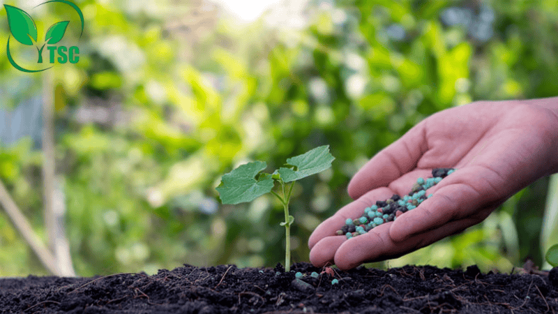 Bón Thúc Là Gì? Các Cách Bón Thúc Phân Cho Cây Hiệu Quả Nhất các cách bón thúc phân cho cây giai đoạn cây con