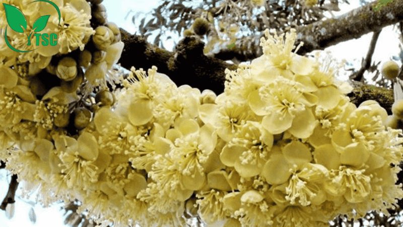 Bón Thúc Là Gì? Các Cách Bón Thúc Phân Cho Cây Hiệu Quả Nhất các cách bón thúc phân cho cây giai đoạn ra bông