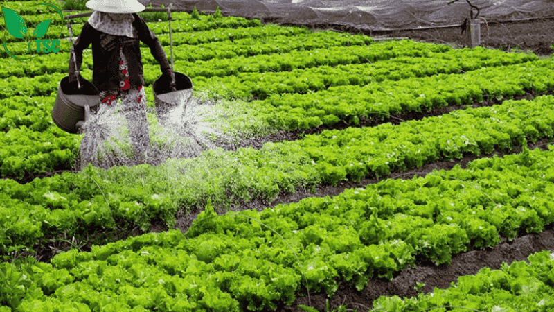 Bón Thúc Là Gì? Các Cách Bón Thúc Phân Cho Cây Hiệu Quả Nhất các cách bón thúc phân cho cây hòa tan với nước