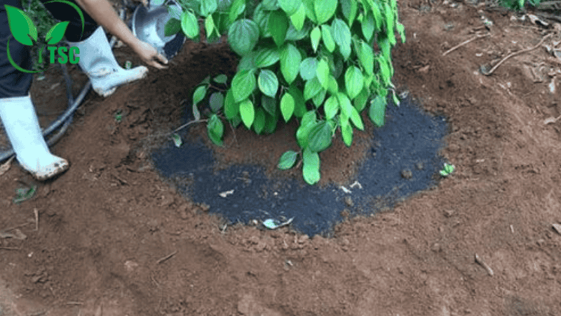 Bón Thúc Là Gì? Các Cách Bón Thúc Phân Cho Cây Hiệu Quả Nhất các cách bón thúc phân cho cây qua hốc