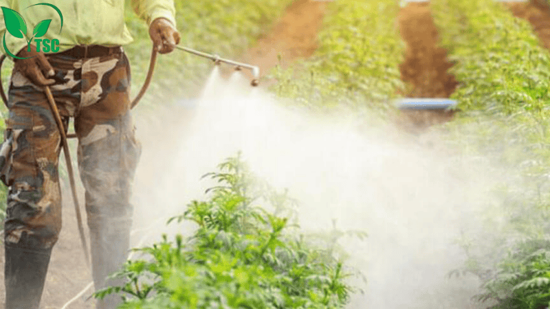 Bón Thúc Là Gì? Các Cách Bón Thúc Phân Cho Cây Hiệu Quả Nhất các cách bón thúc phân cho cây qua lá