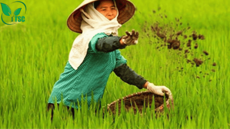 Bón Thúc Là Gì? Các Cách Bón Thúc Phân Cho Cây Hiệu Quả Nhất các cách bón thúc phân cho cây rải phân trực tiếp