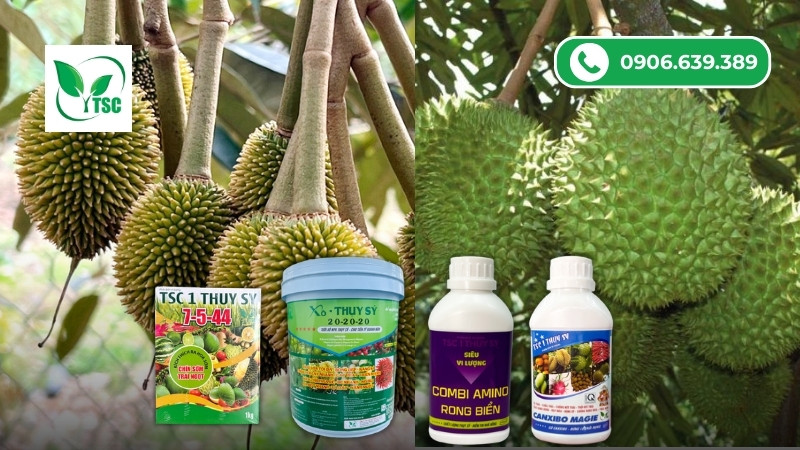 Mẹo Chăm Sóc Sầu Riêng Giai Đoạn Nuôi Trái Đúng Kỹ Thuật Cách đi phân bón khi chăm sóc sầu riêng giai đoạn nuôi trái