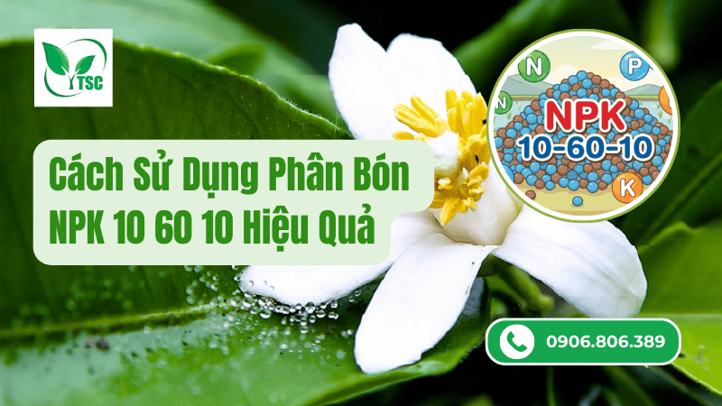 Cách Sử Dụng Lân Tạo Mầm Hoa 10 60 10 Hiệu Quả cách sử dụng npk 10 60 10 hiệu quả