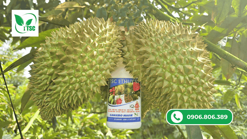 Mẹo Chăm Sóc Sầu Riêng Giai Đoạn Nuôi Trái Đúng Kỹ Thuật Sản phẩm Canxibo Magie Thụy Sỹ