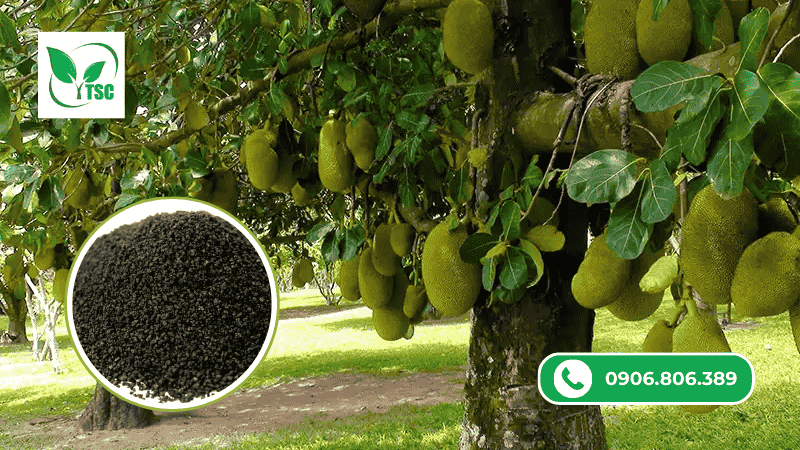 Humic Là Gì? Vì Sao Nên Bổ Sung Humic Định Kỳ? cong dung cua humic la gi doi voi cay trong