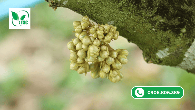 Cách Sử Dụng Lân Tạo Mầm Hoa 10 60 10 Hiệu Quả công dụng nổi bật của 10 60 10