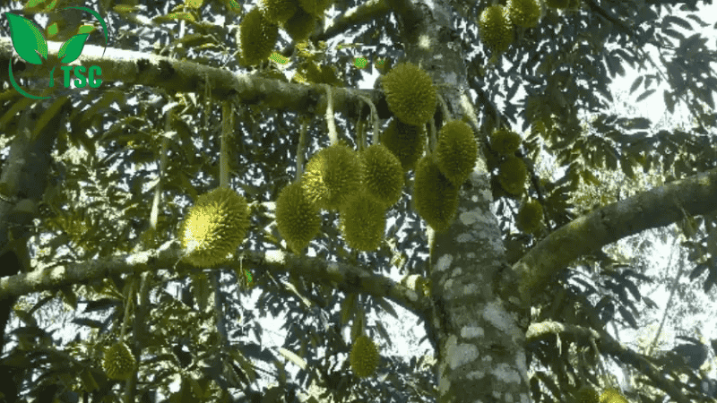 Bón Thúc Là Gì? Các Cách Bón Thúc Phân Cho Cây Hiệu Quả Nhất giai đoạn đậu trái non các cách bón thúc phân cho cây