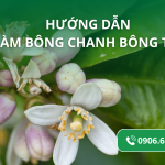 Hướng Dẫn 4 Bước Làm Bông Chanh Bông Tím