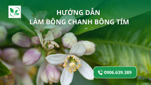 huong-dan-4-buoc-lam-bong-chanh-bong-tim