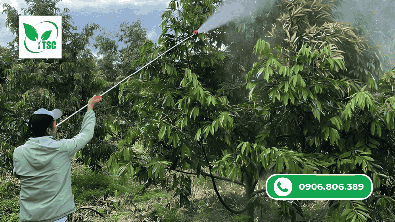 Vì sao nhà vườn ưu tiên MKP 0 52 34 để xử lý ra hoa nghịch vụ? lưu ý khi sử dụng mkp 0 52 34