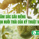 Mẹo Chăm Sóc Sầu Riêng Giai Đoạn Nuôi Trái Đúng Kỹ Thuật
