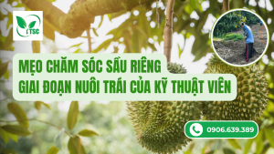 mẹo chăm sóc sầu riêng giai đoạn nuôi trái của kỹ thuật viên