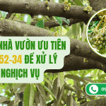 Vì sao nhà vườn ưu tiên MKP 0 52 34 để xử lý ra hoa nghịch vụ?