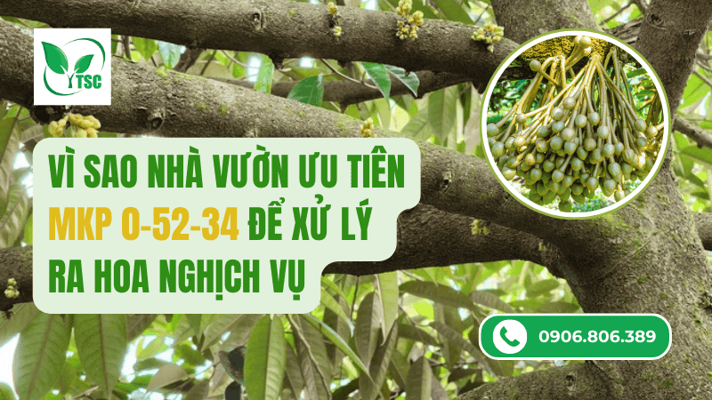 Vì sao nhà vườn ưu tiên MKP 0 52 34 để xử lý ra hoa nghịch vụ? vì sao dùng mkp 0 52 34 xử lý ra hoa nghịch vụ