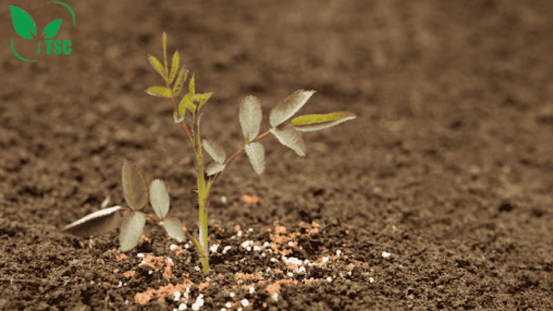 Phân Bón Hoa Hồng Nào Tốt? Bật Mí Bí Quyết Giúp Hoa Nở Sai, Cây Khỏe, Lá Xanh Mướt phân bón hoa hồng giai đoạn cây con