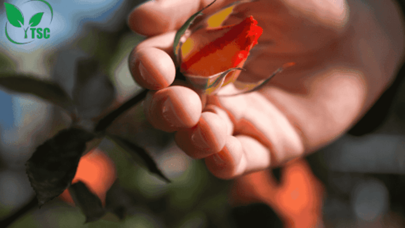 Phân Bón Hoa Hồng Nào Tốt? Bật Mí Bí Quyết Giúp Hoa Nở Sai, Cây Khỏe, Lá Xanh Mướt phân bón hoa hồng giai đoạn chuẩn bị ra hoa