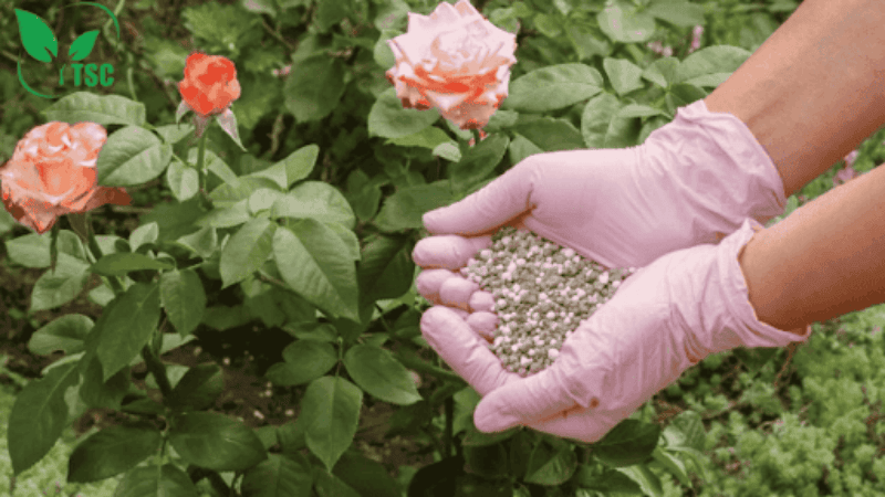 Phân Bón Hoa Hồng Nào Tốt? Bật Mí Bí Quyết Giúp Hoa Nở Sai, Cây Khỏe, Lá Xanh Mướt phân bón hoa hồng giai đoạn ra hoa