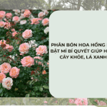 Phân Bón Hoa Hồng Nào Tốt? Bật Mí Bí Quyết Giúp Hoa Nở Sai, Cây Khỏe, Lá Xanh Mướt