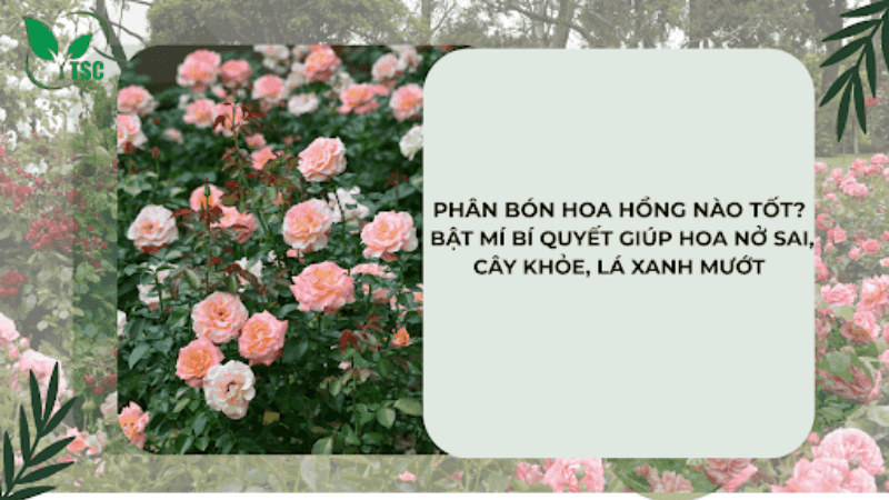Phân Bón Hoa Hồng Nào Tốt? Bật Mí Bí Quyết Giúp Hoa Nở Sai, Cây Khỏe, Lá Xanh Mướt phân bón hoa hồng nào tốt