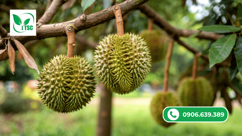 tác dụng của phân bón hữu cơ organic với cây trồng