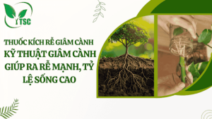thuốc kích rễ giâm cành