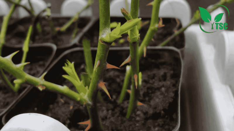 Thuốc Kích Rễ Giâm Cành – Kỹ Thuật Giâm Cành Giúp Ra Rễ Mạnh, Tỷ Lệ Sống Cao thuốc kích rễ giâm cành áp dụng trường hợp nào