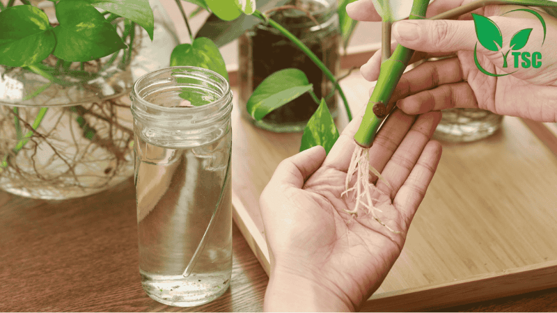 Thuốc Kích Rễ Giâm Cành – Kỹ Thuật Giâm Cành Giúp Ra Rễ Mạnh, Tỷ Lệ Sống Cao thuốc kích rễ giâm cành là gì?