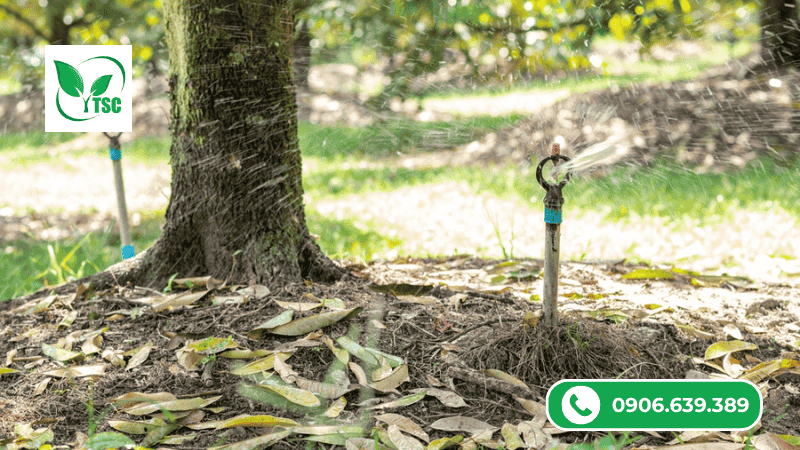 Mẹo Chăm Sóc Sầu Riêng Giai Đoạn Nuôi Trái Đúng Kỹ Thuật Tưới nước như thế nào khi chăm sóc sầu riêng giai đoạn nuôi trái