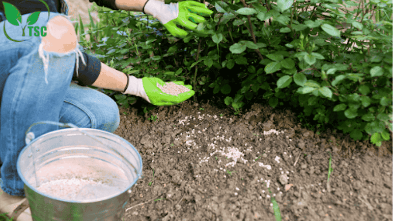 Phân Bón Hoa Hồng Nào Tốt? Bật Mí Bí Quyết Giúp Hoa Nở Sai, Cây Khỏe, Lá Xanh Mướt vì sao cần phải sử dụng phân bón hoa hồng